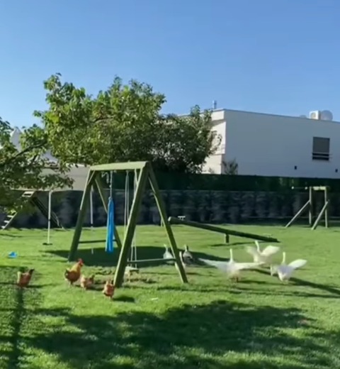 Bahçe ve Bitkiler
